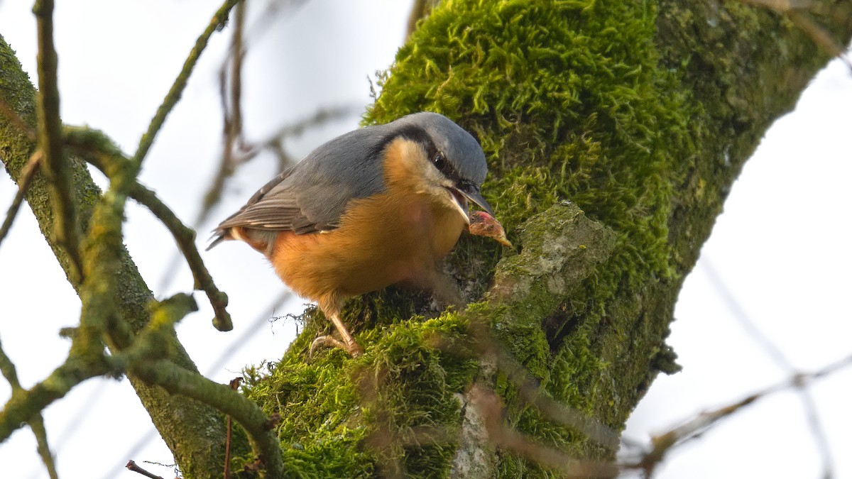 Garrapo eurasiarra - ML647023895