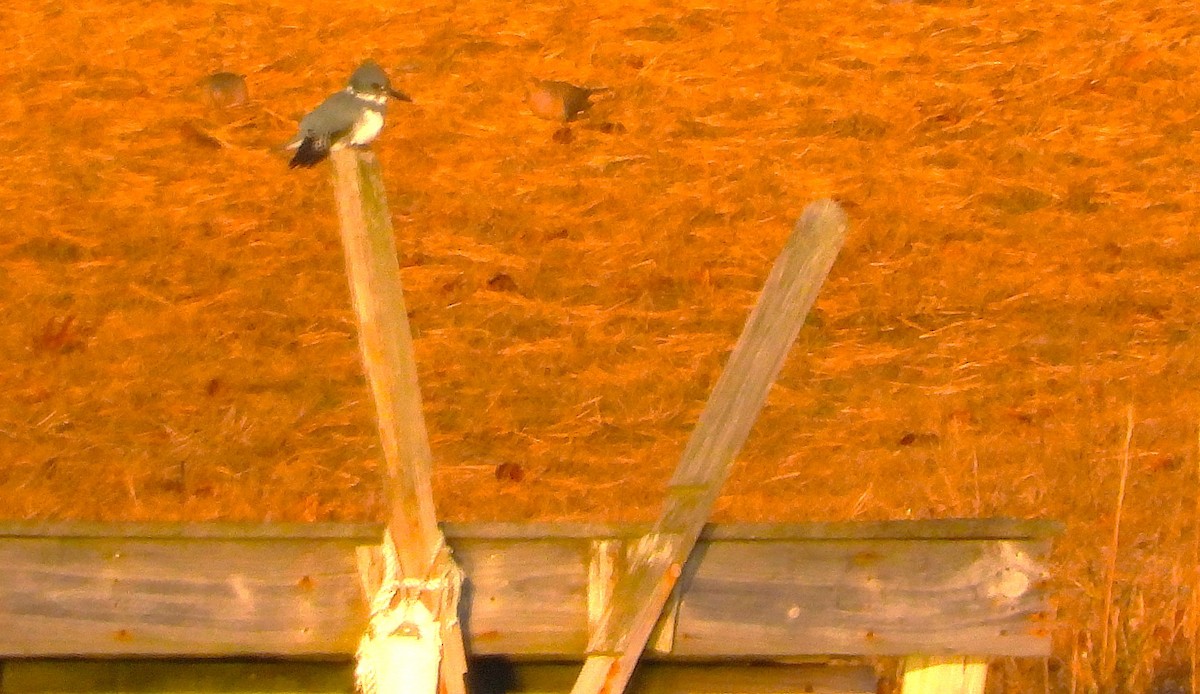 Belted Kingfisher - ML647023896