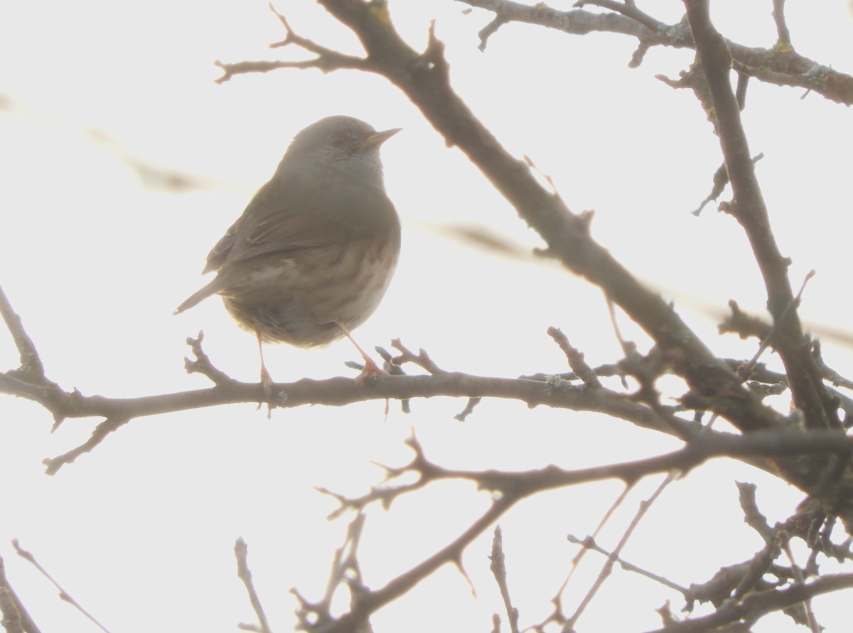 Accenteur mouchet - ML647023897