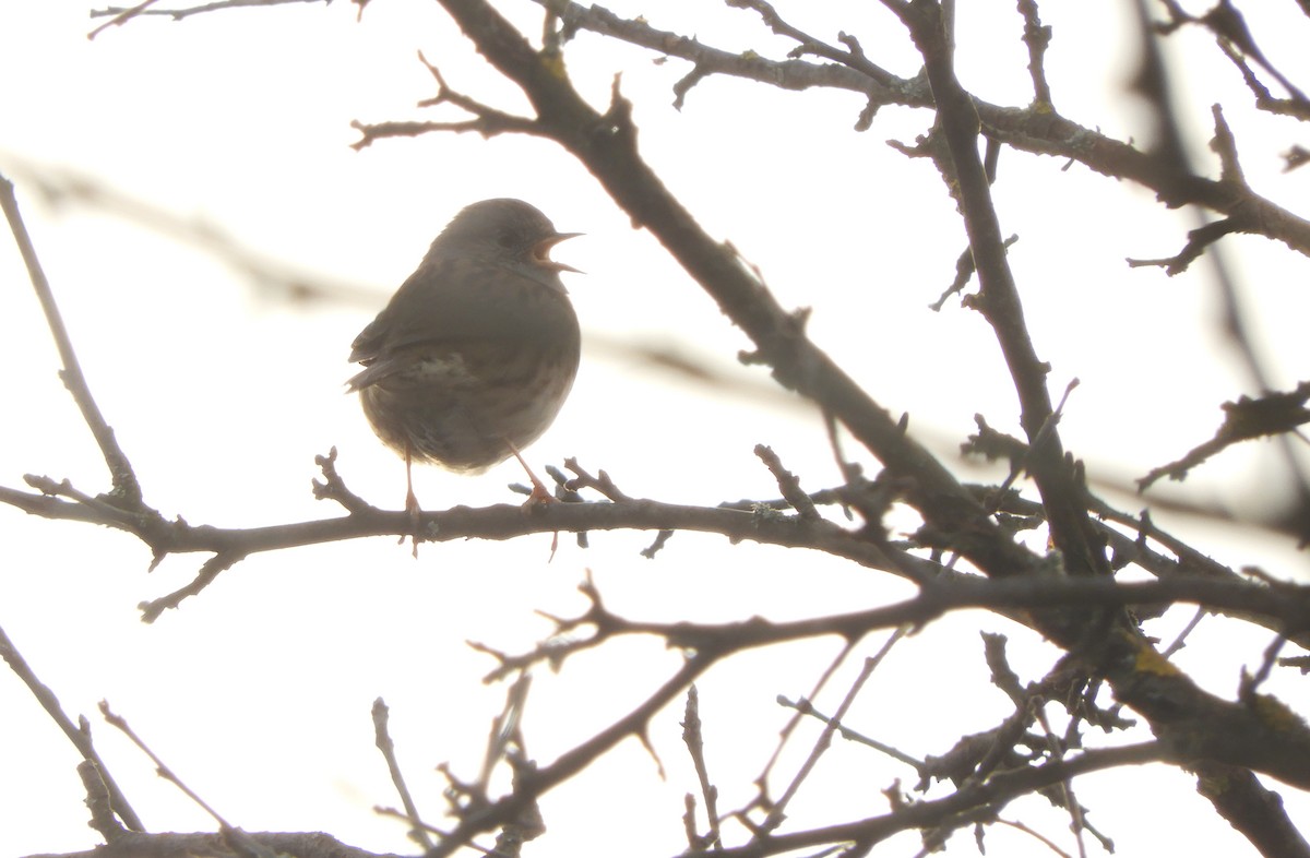 Accenteur mouchet - ML647023898