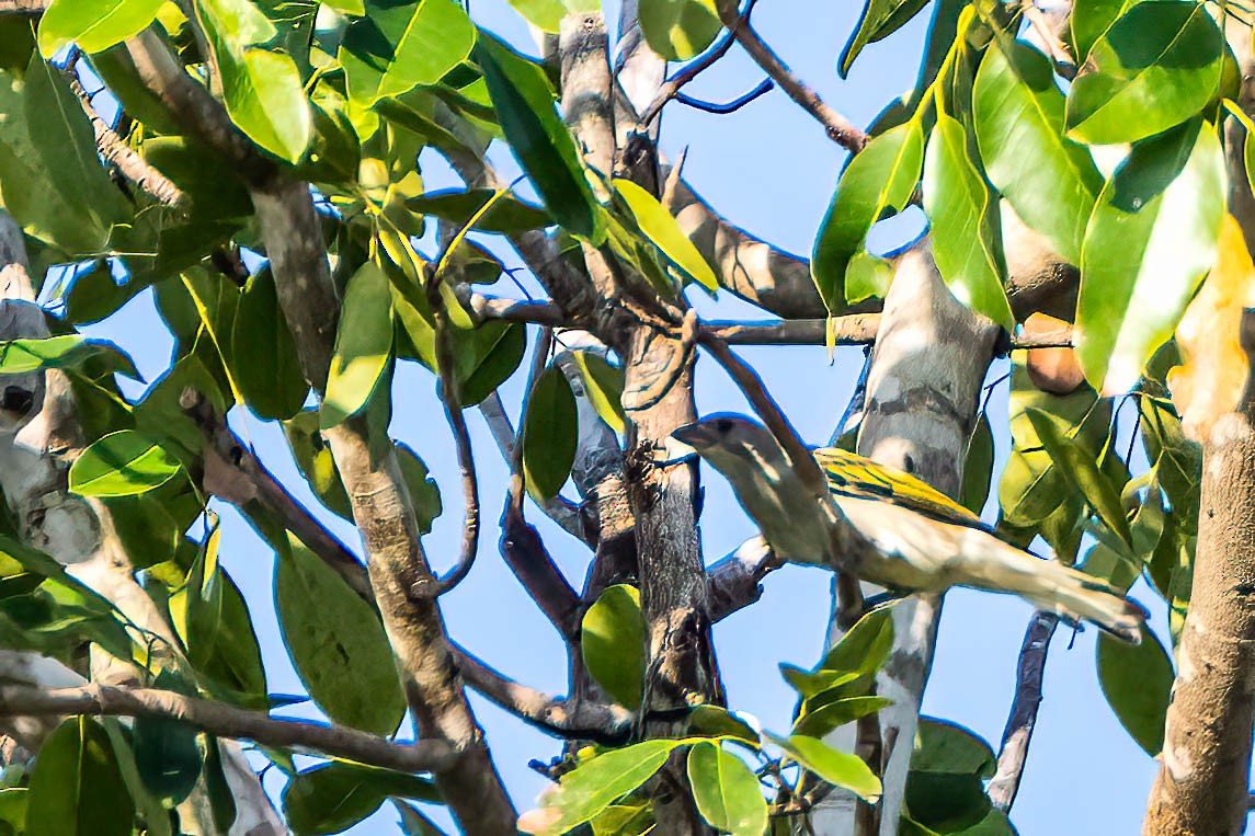 Lesser Honeyguide - ML647023899