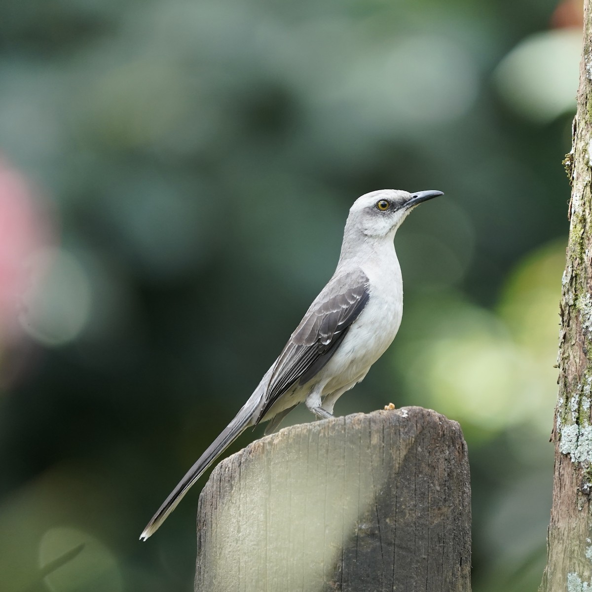 Tropikal Taklitçi - ML647023900