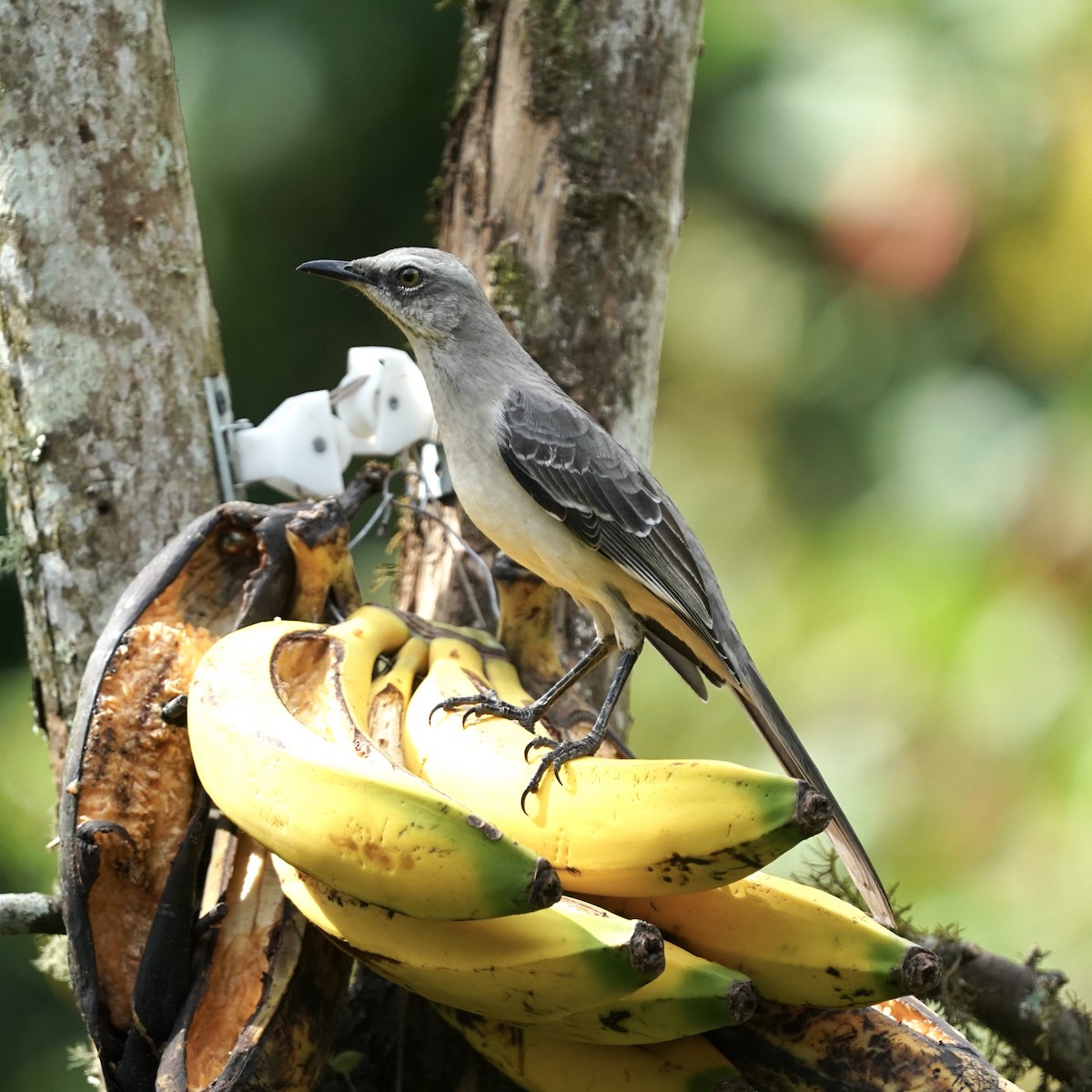 Tropikal Taklitçi - ML647023901