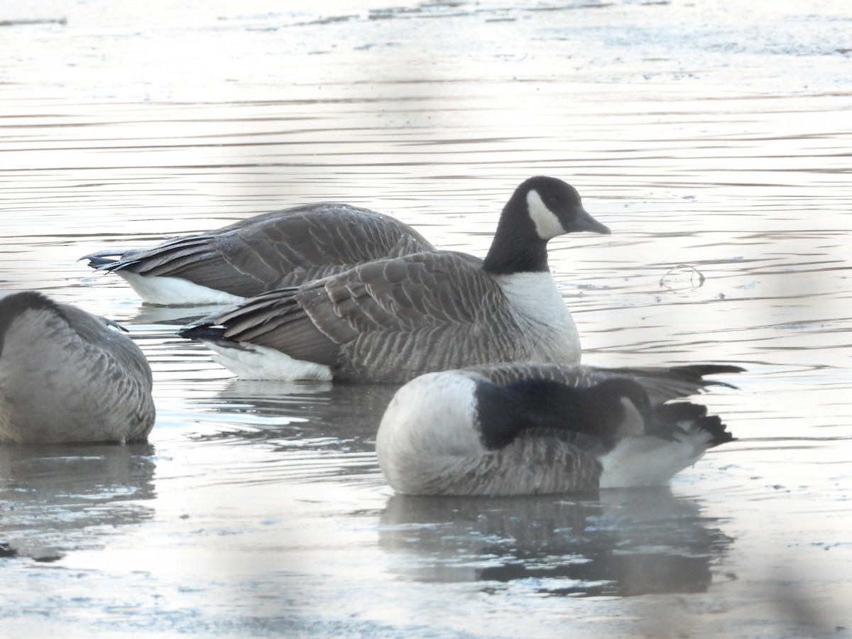 berneška malá - ML647023902