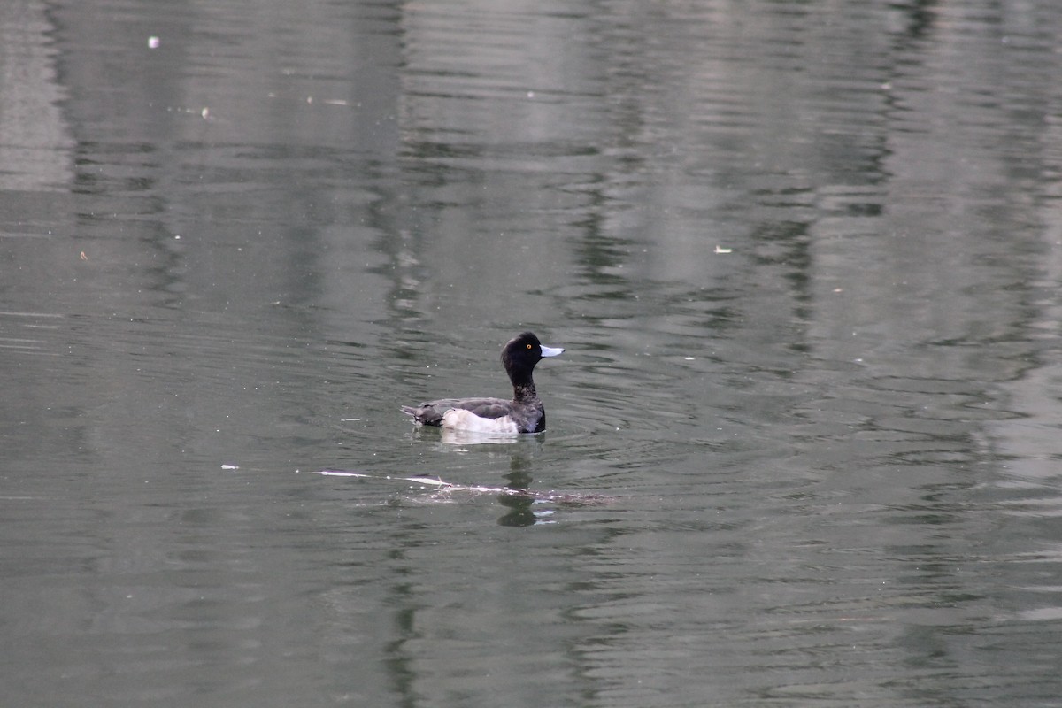 Tufted Duck - ML647023905
