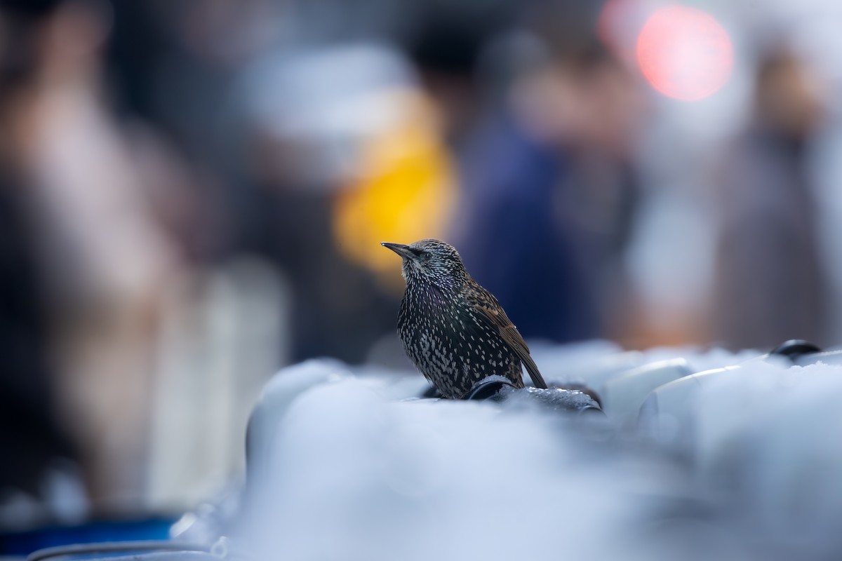 European Starling - ML647023906