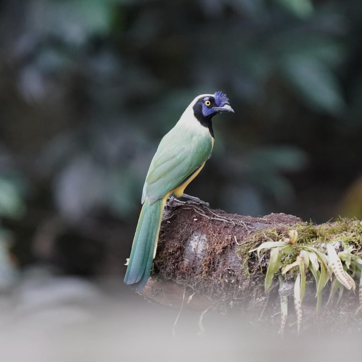 インカサンジャク（yncas グループ） - ML647023908