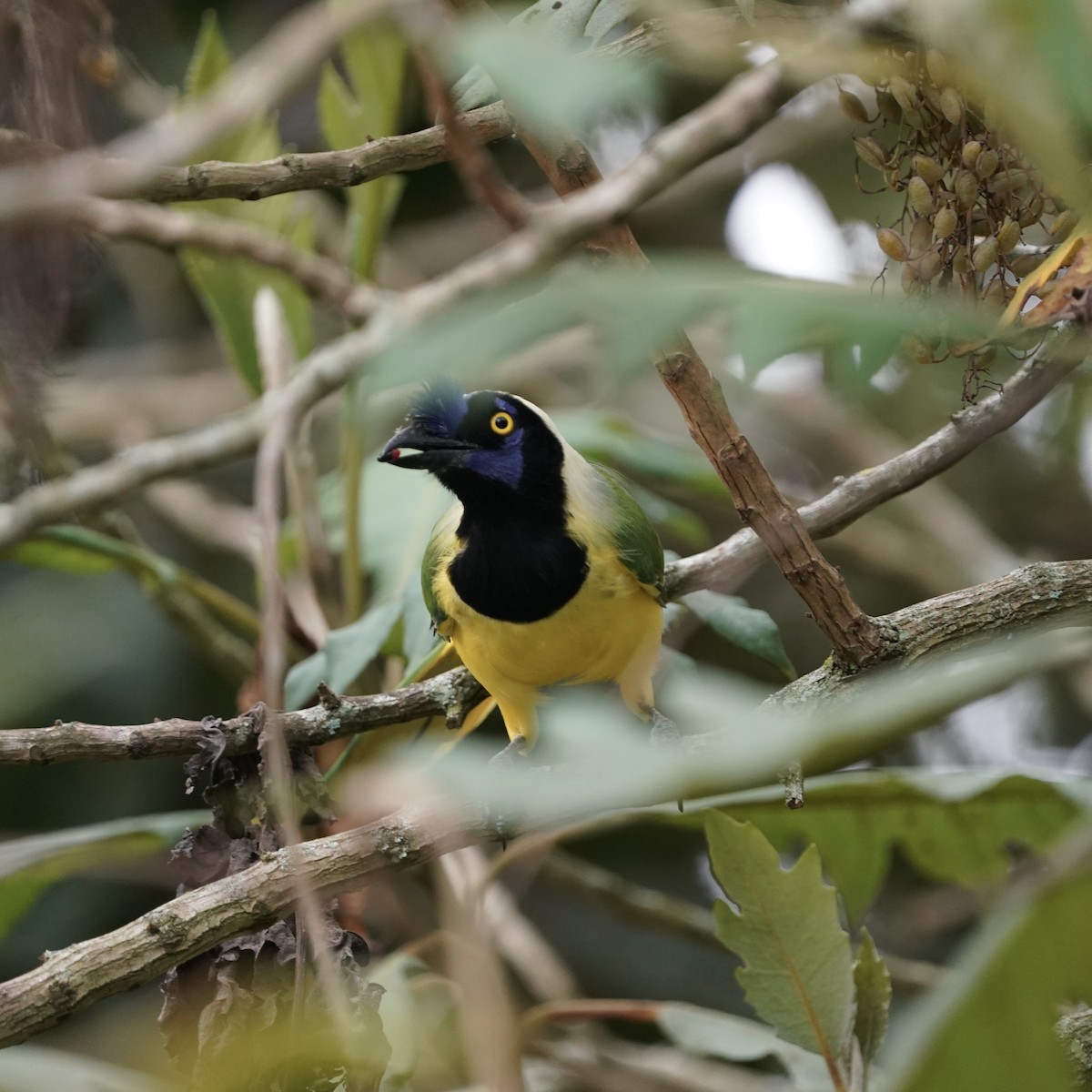 インカサンジャク（yncas グループ） - ML647023909