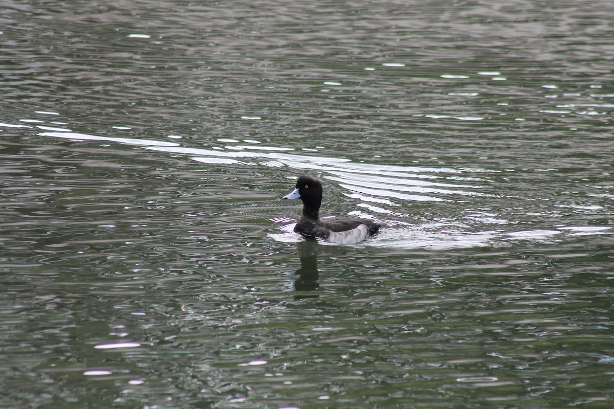 Tufted Duck - ML647023910