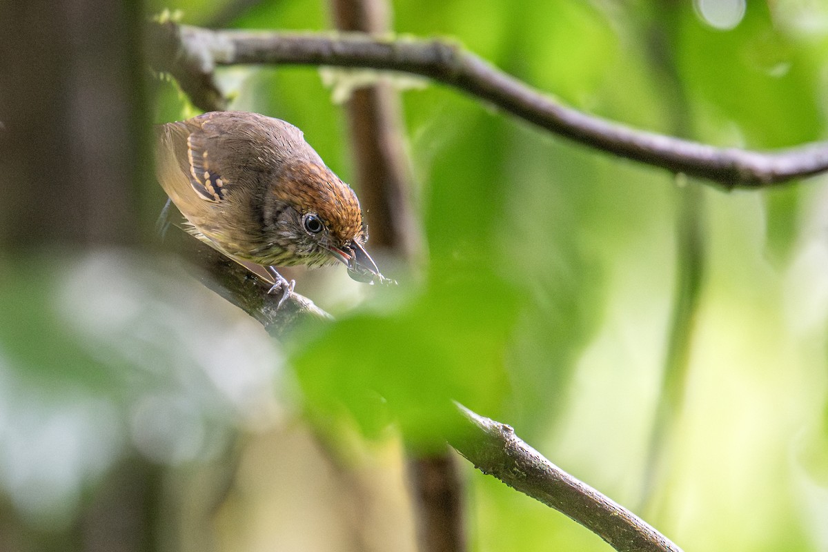 Streak-crowned Antvireo - ML647023911