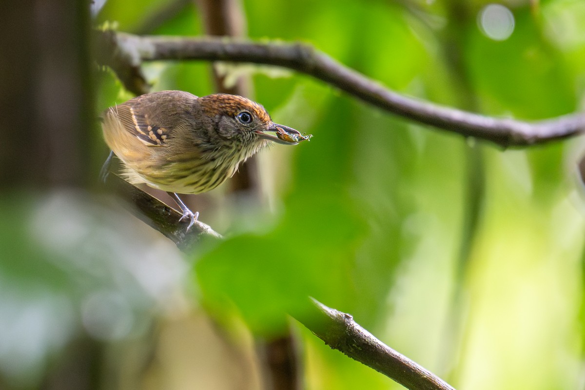 Streak-crowned Antvireo - ML647023912