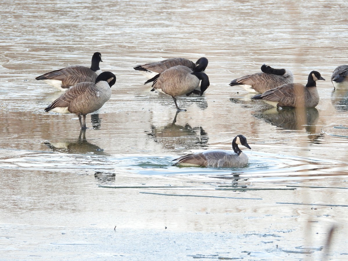 Barnacla Canadiense Grande - ML647023915