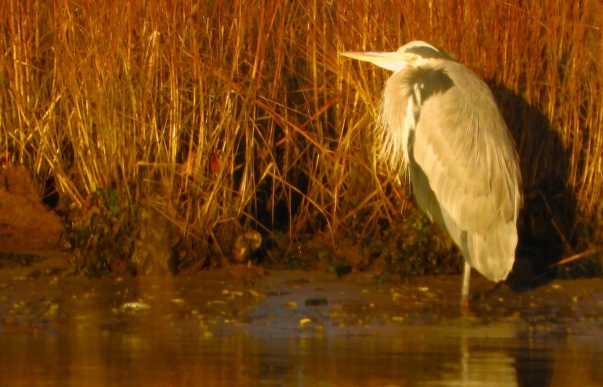 Great Blue Heron - ML647023917