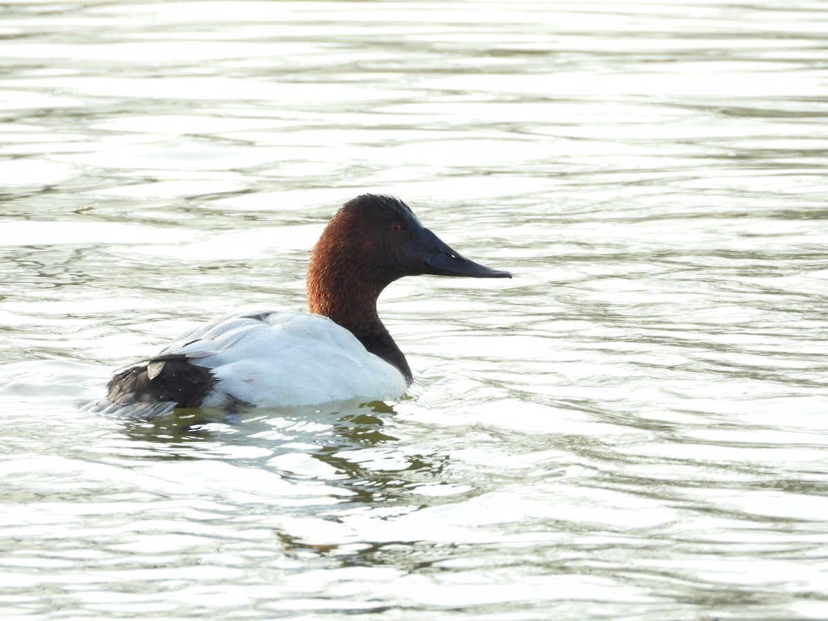 polák dlouhozobý - ML647023918