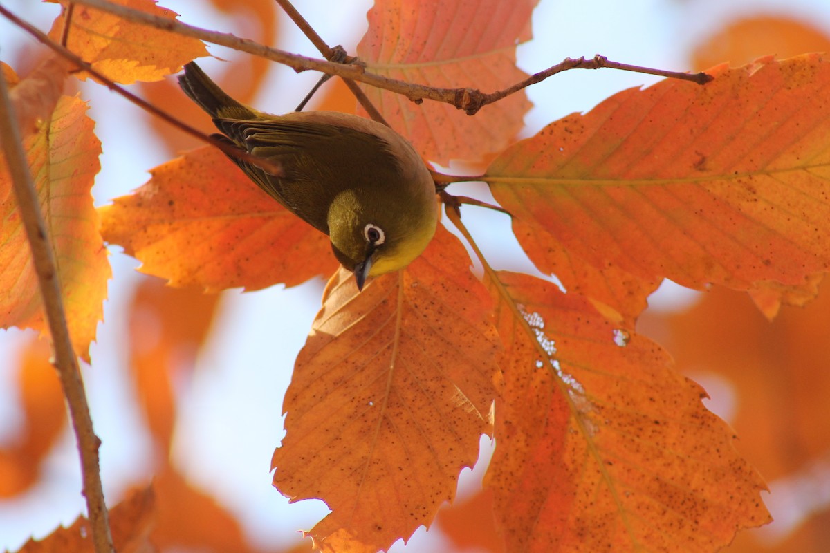 Warbling White-eye - ML647023919
