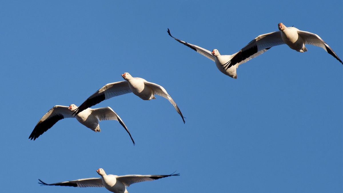 husa sněžní - ML647023922