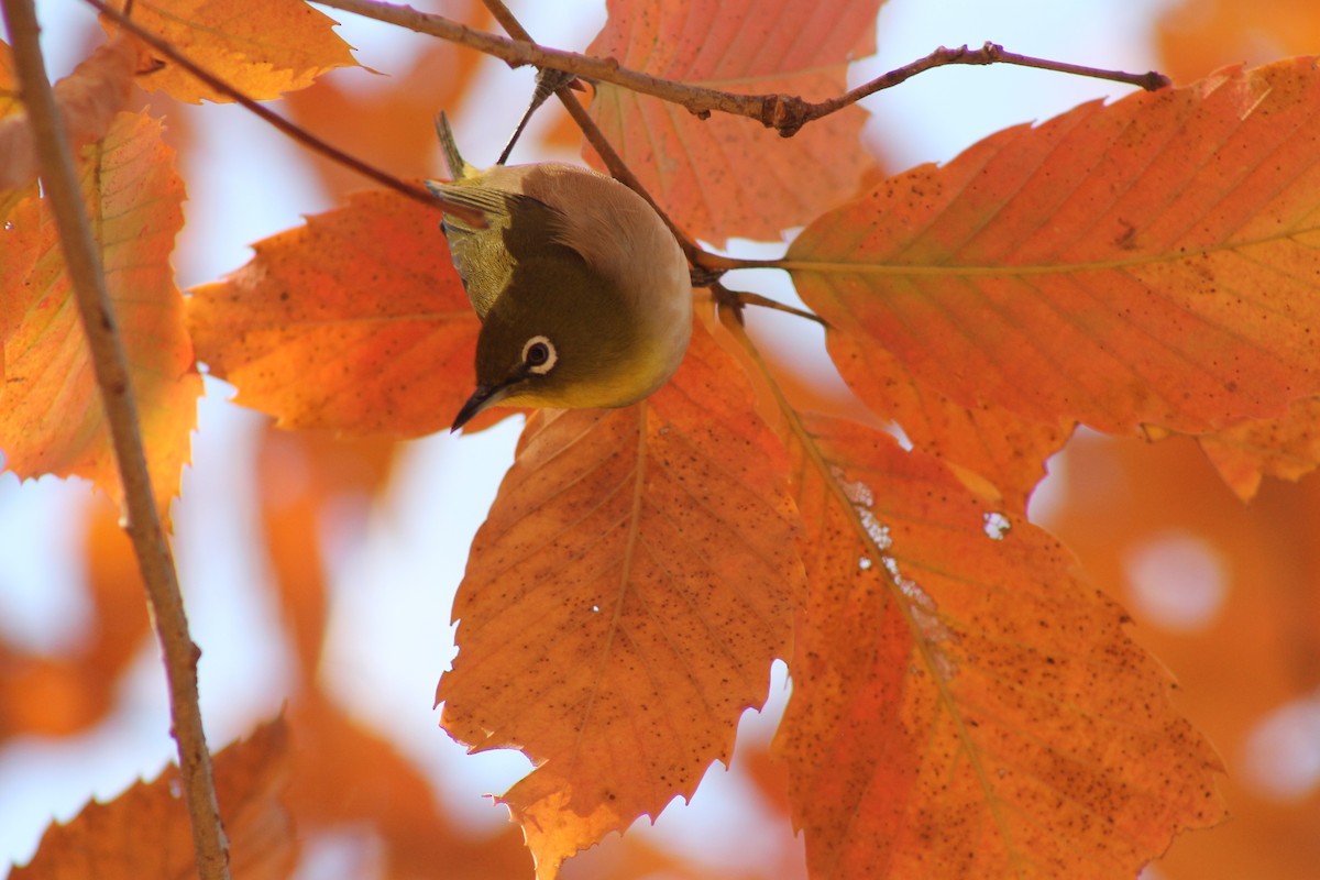 Warbling White-eye - ML647023923