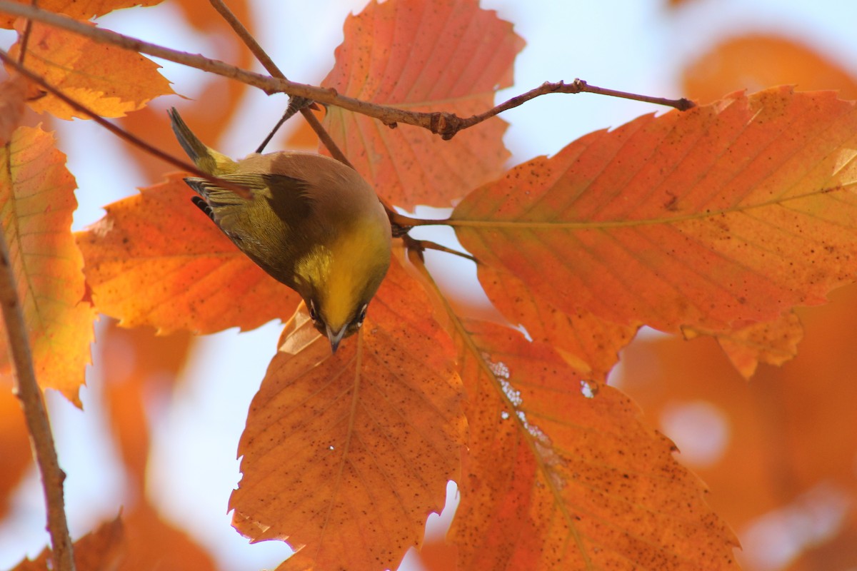 Warbling White-eye - ML647023927