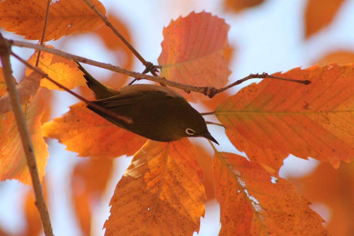 Warbling White-eye - ML647023929