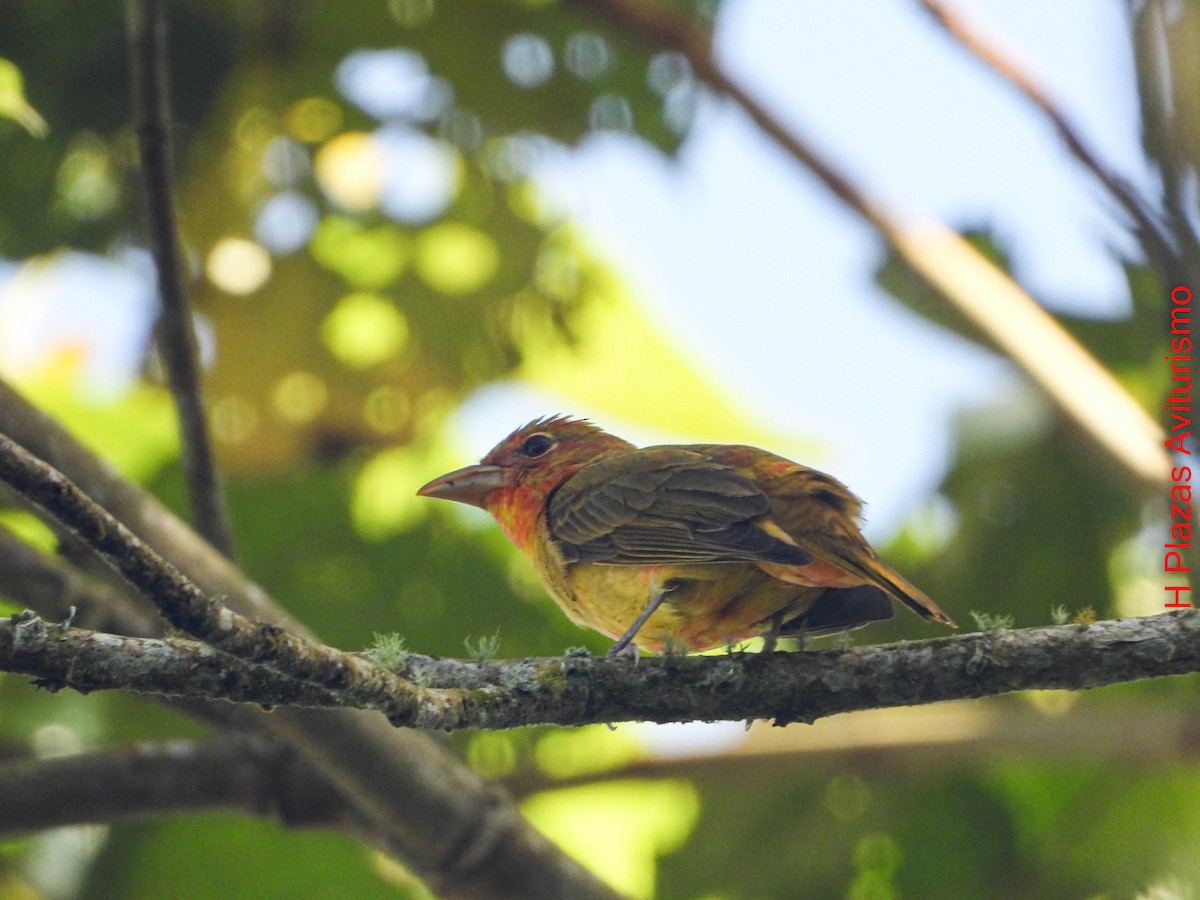 piranga ohnivá - ML647023930