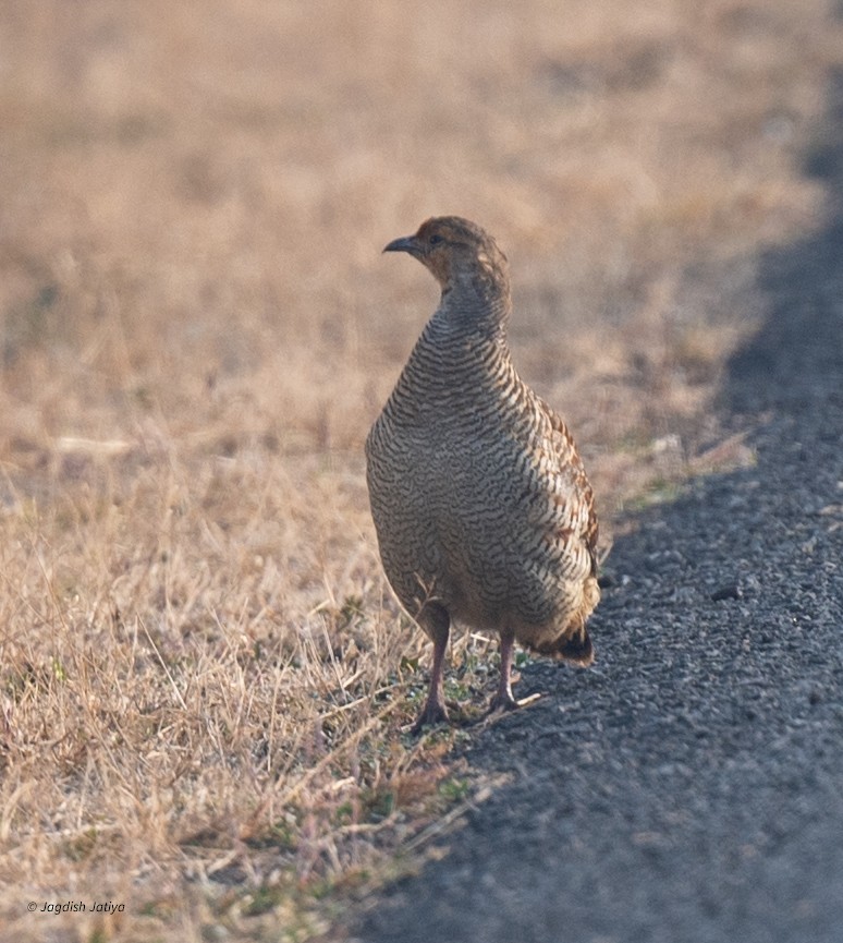 Gray Francolin - ML647023931