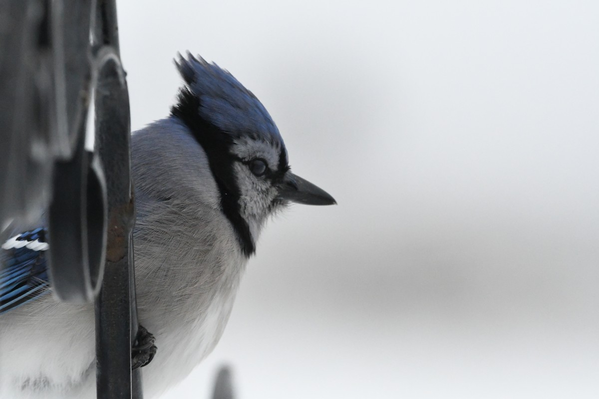 Blue Jay - ML647023932