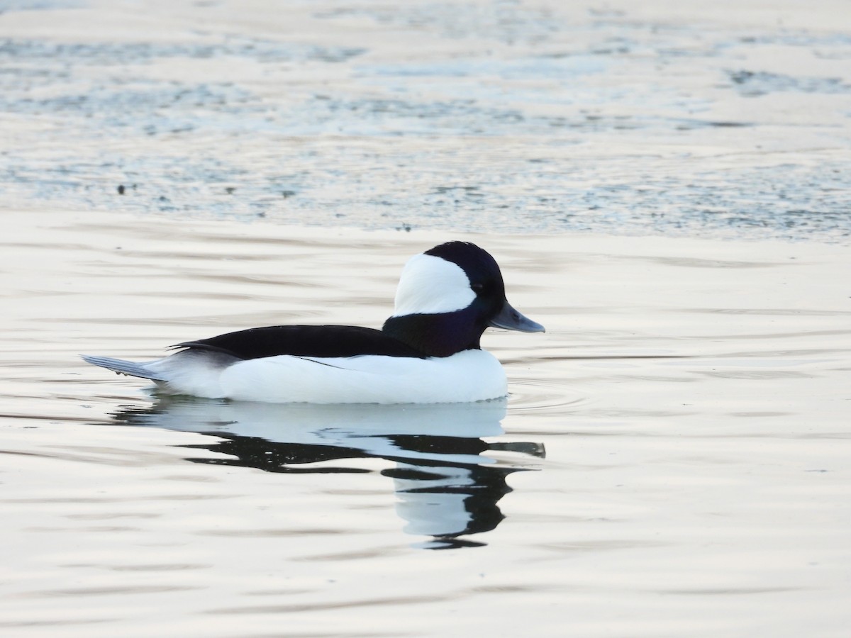 hohol bělavý - ML647023933