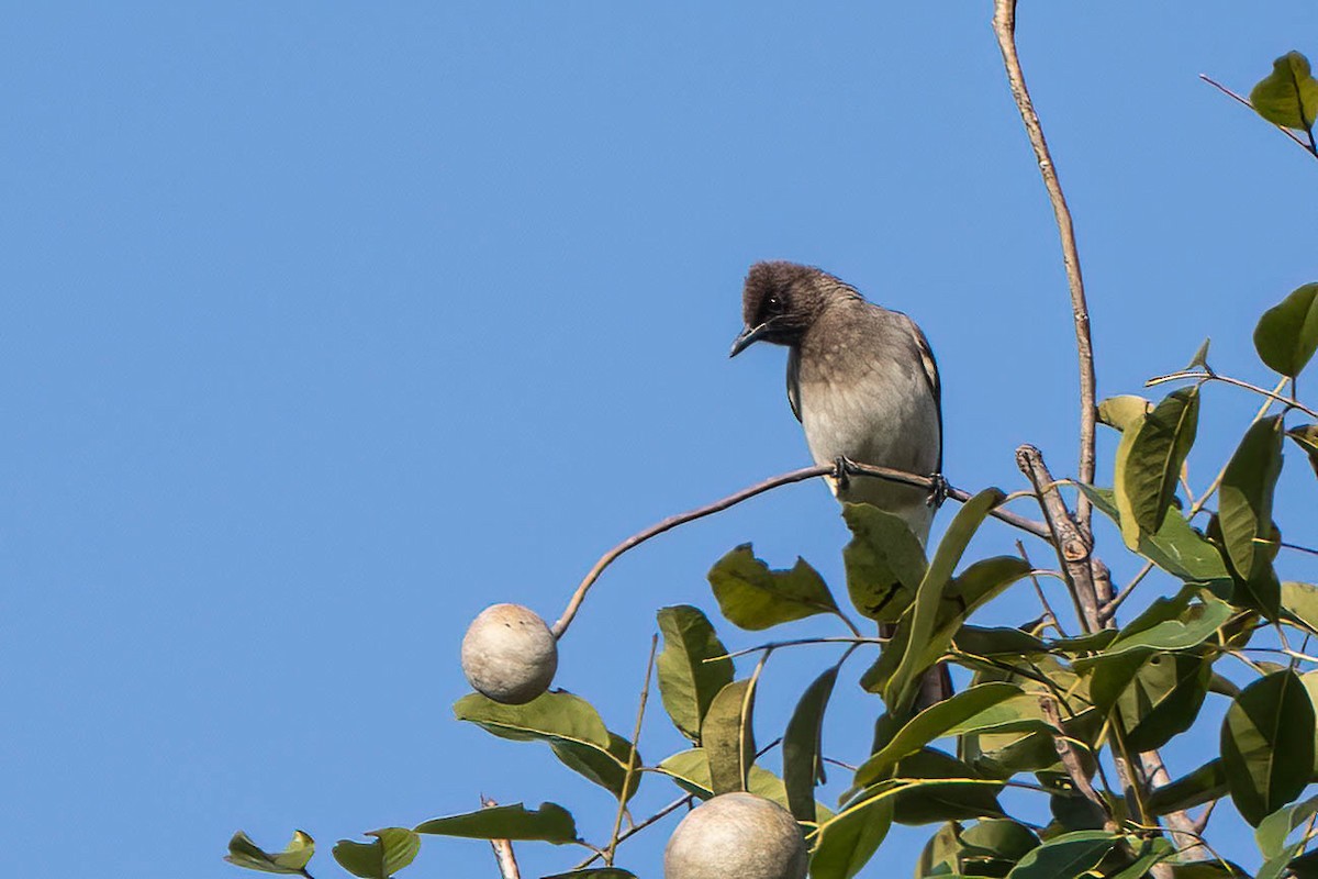 Common Bulbul - ML647023936
