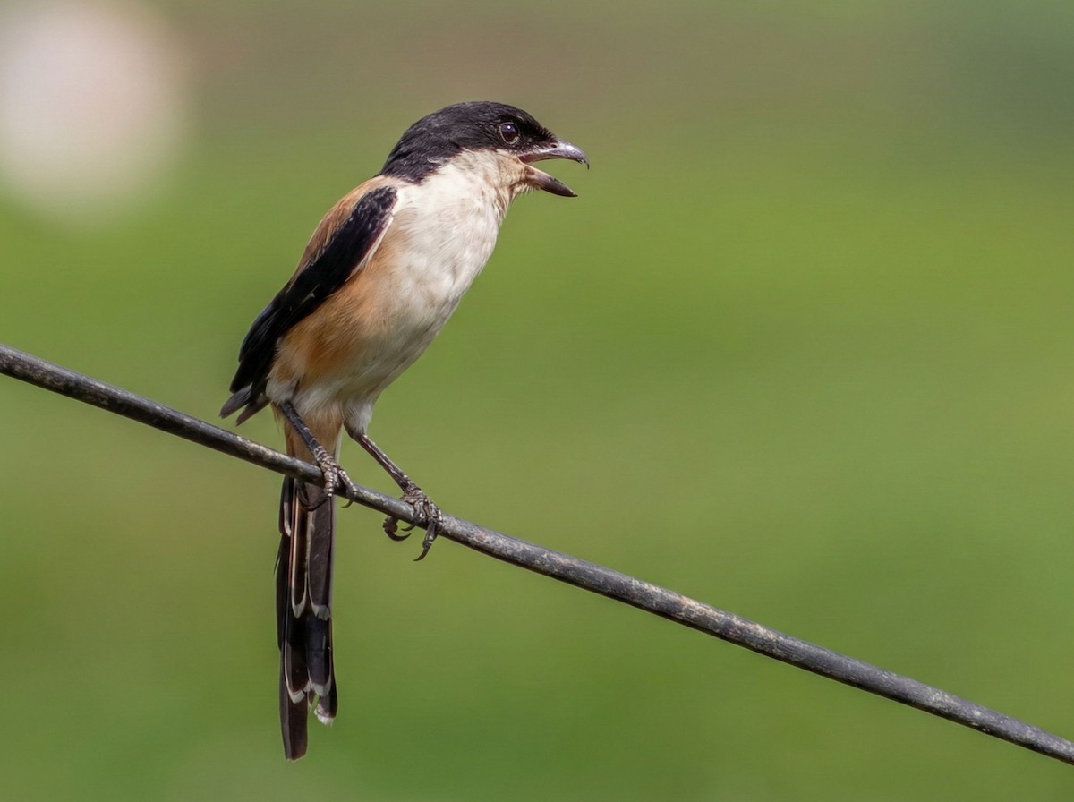 Uzun Kuyruklu Örümcekkuşu (tricolor/longicaudatus) - ML647023938