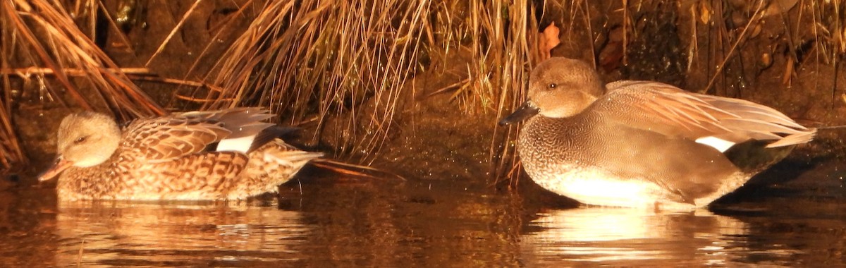 Gadwall - ML647023939