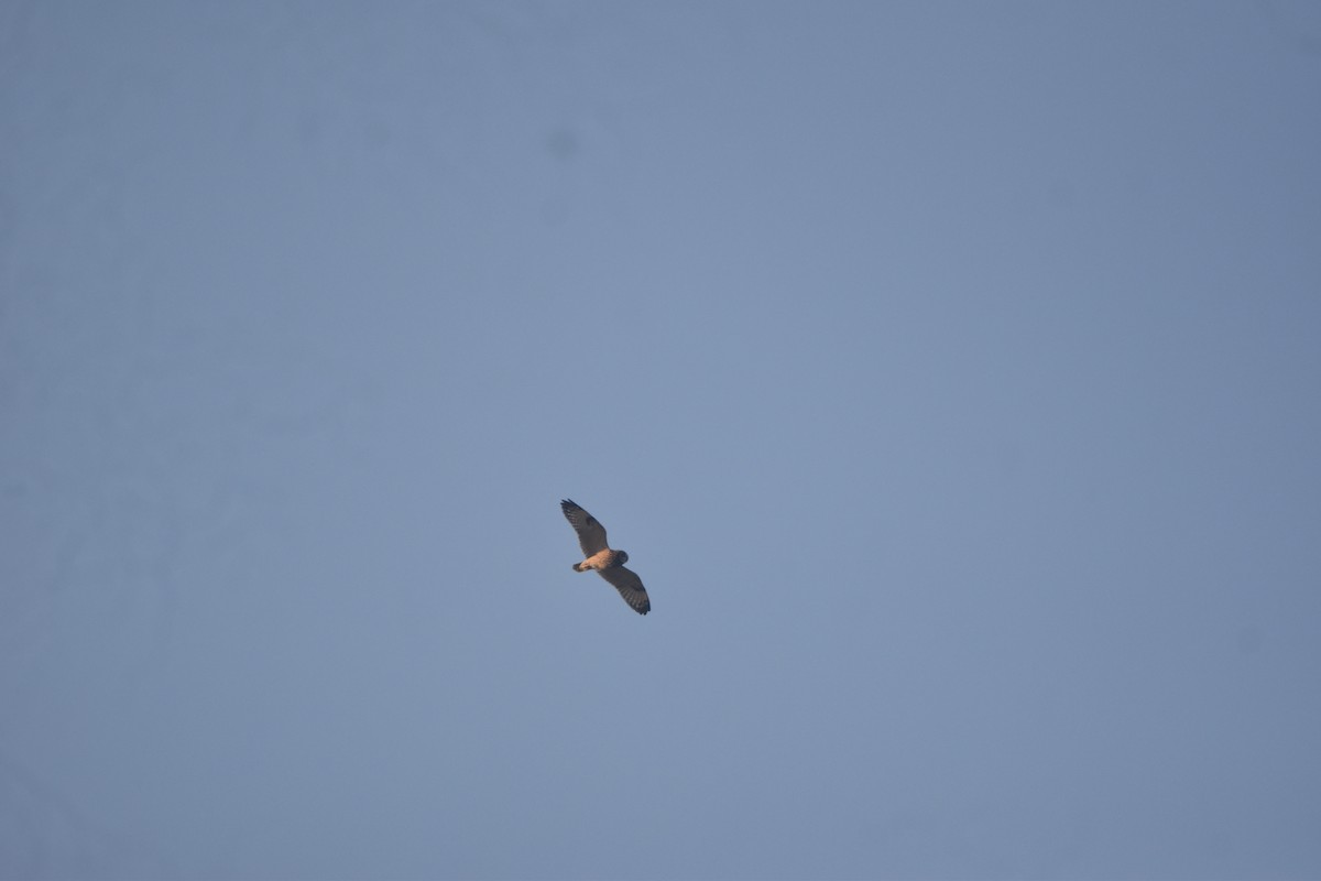 Gufo di palude - ML647023942