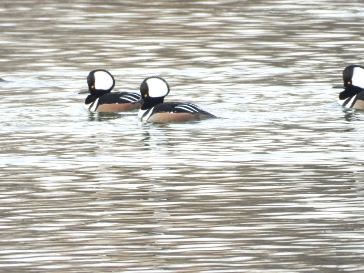 morčák chocholatý - ML647023943