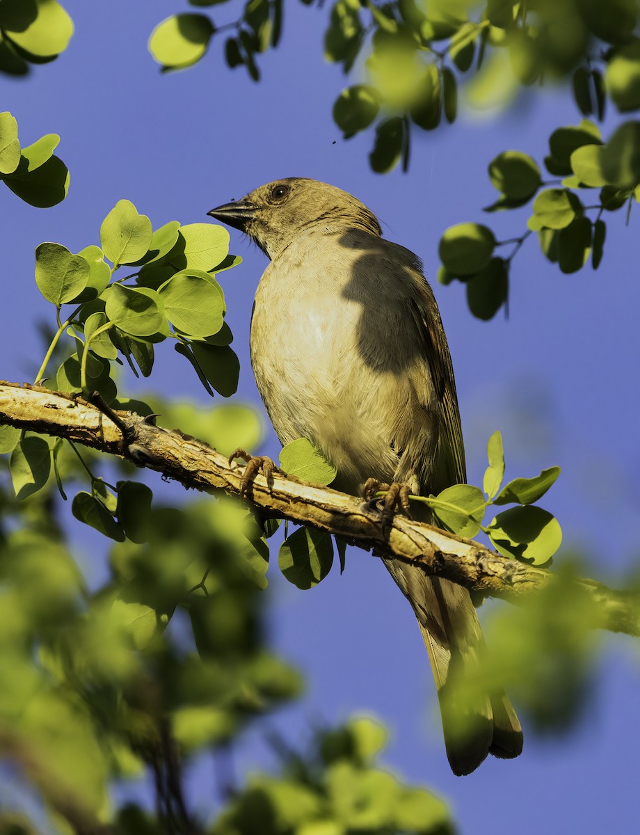 Lesser Honeyguide (Lesser) - ML647023946