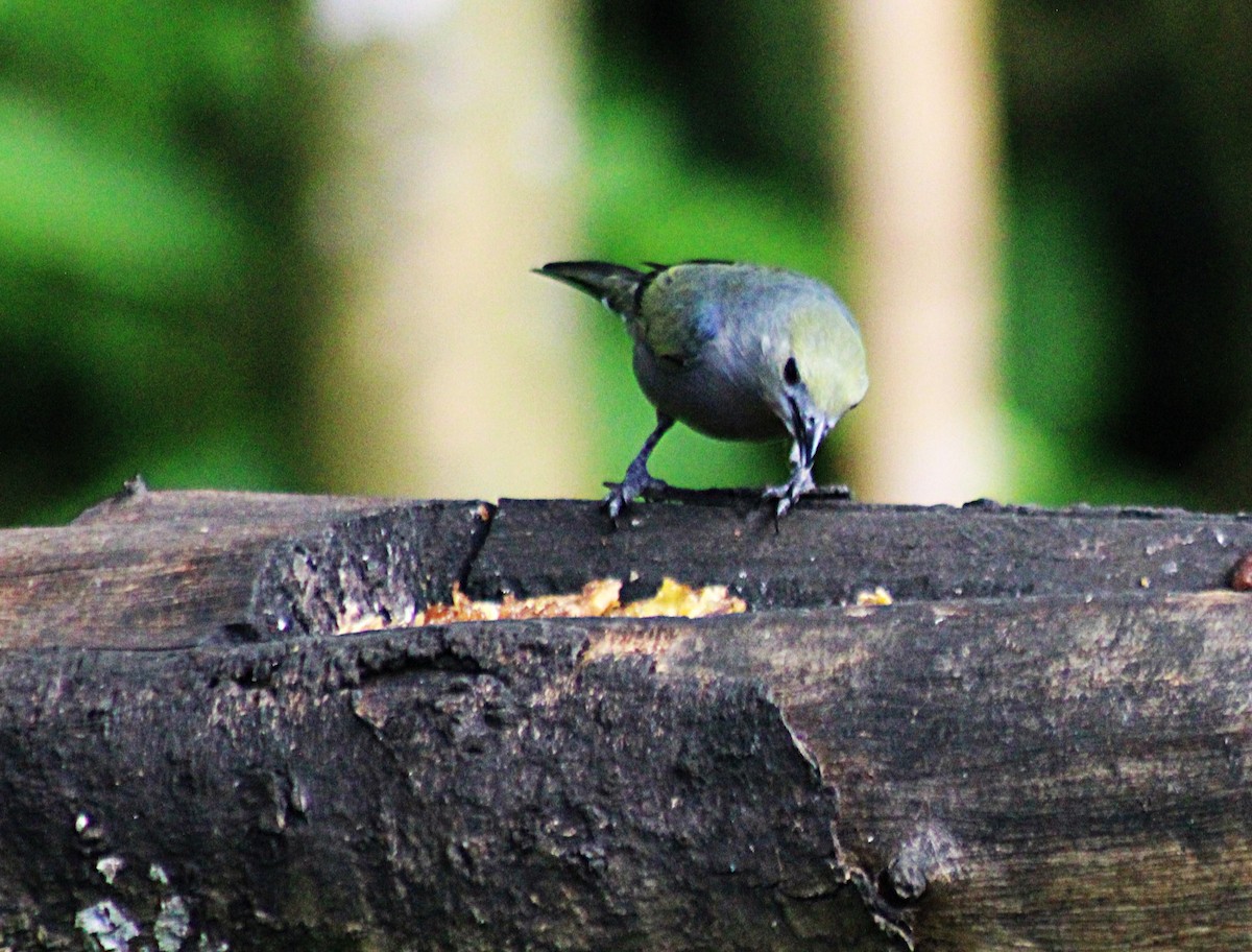 Tangara Palmera - ML647023950