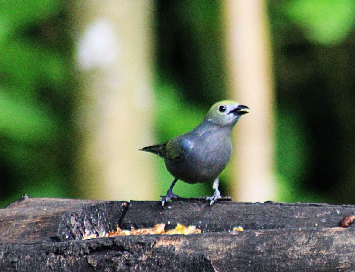 Tangara Palmera - ML647023951