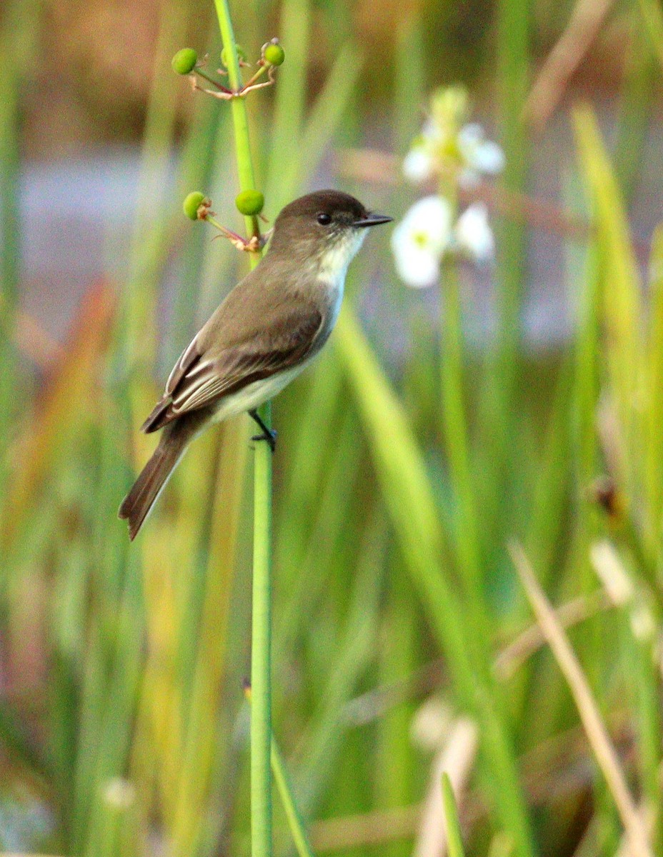 Mosquero Fibí - ML647023953