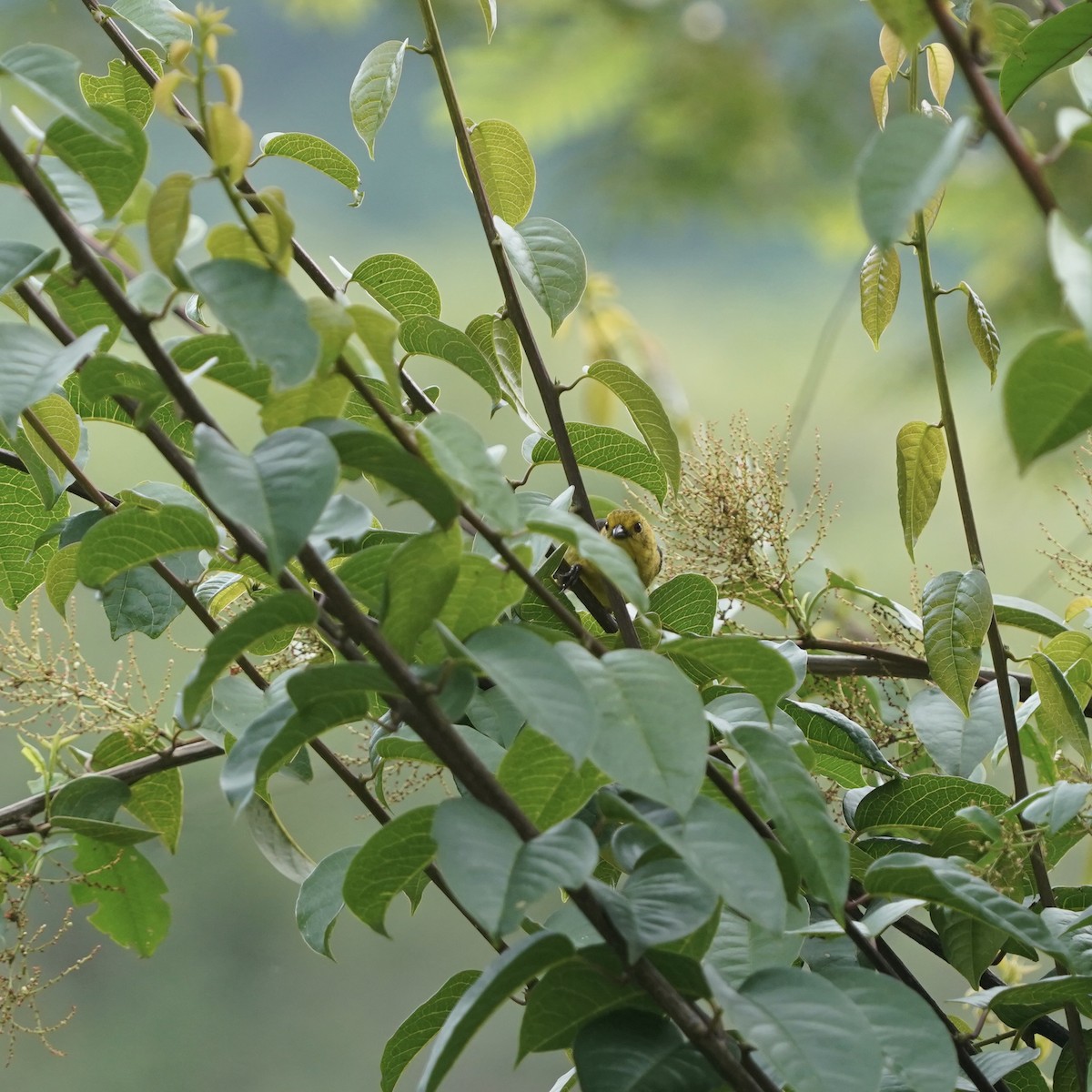 Yellow-headed Brushfinch - ML647023959