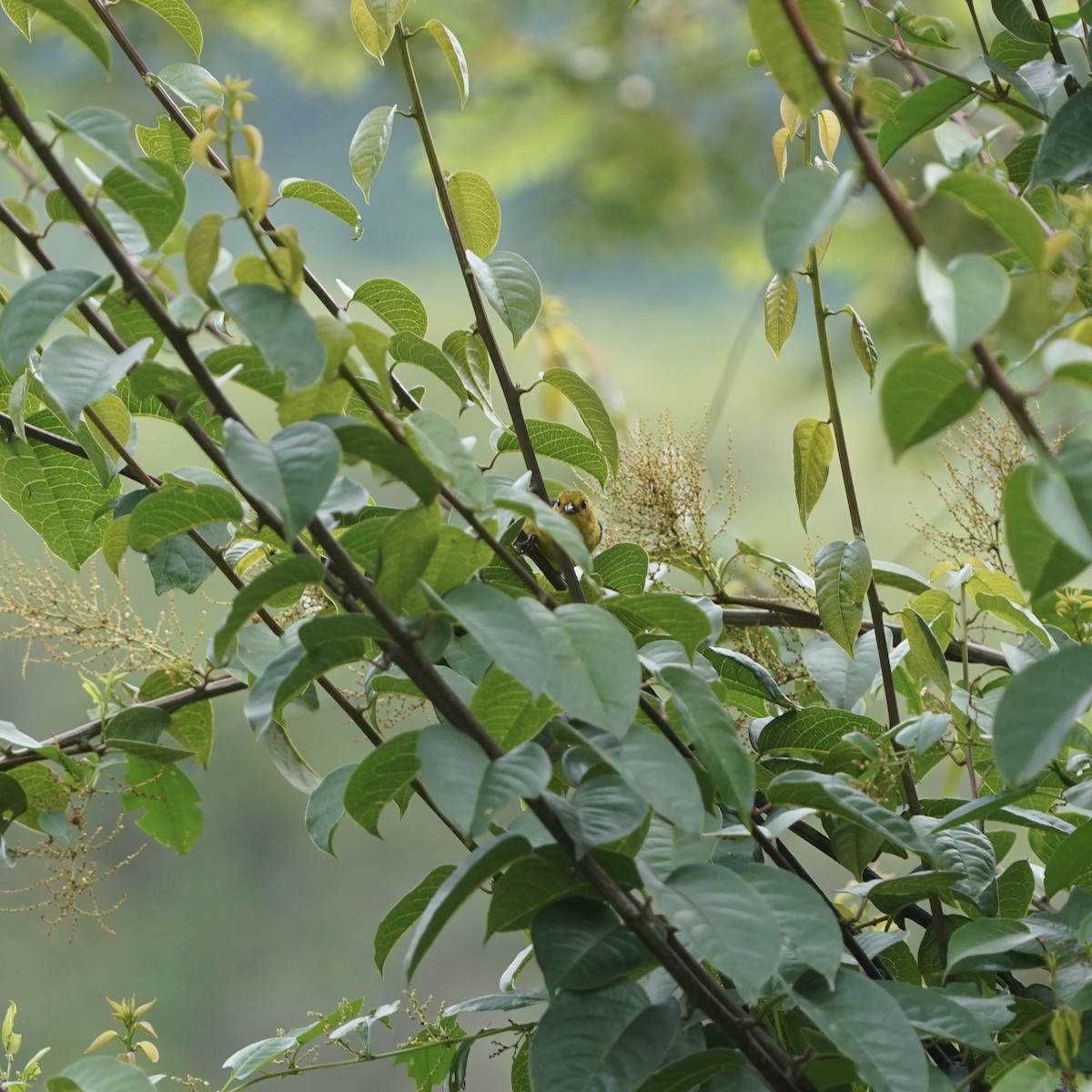 Yellow-headed Brushfinch - ML647023960