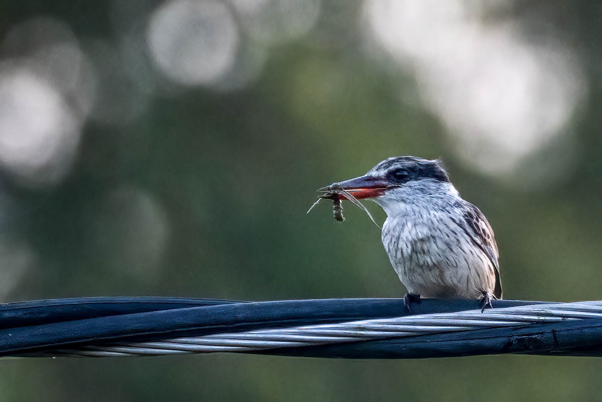 Striped Kingfisher - ML647023963