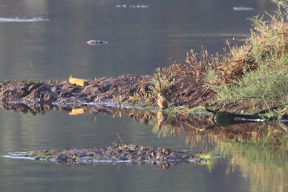 Common Snipe - ML647023964