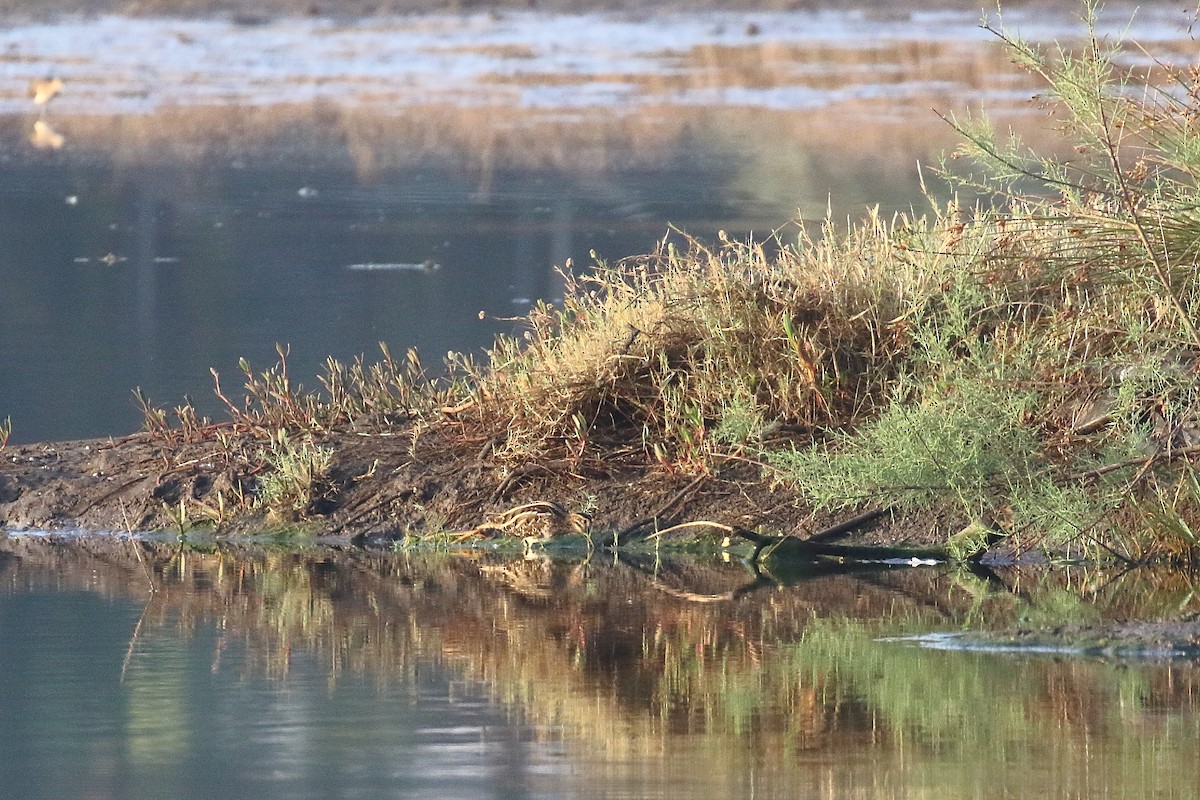 Common Snipe - ML647023965