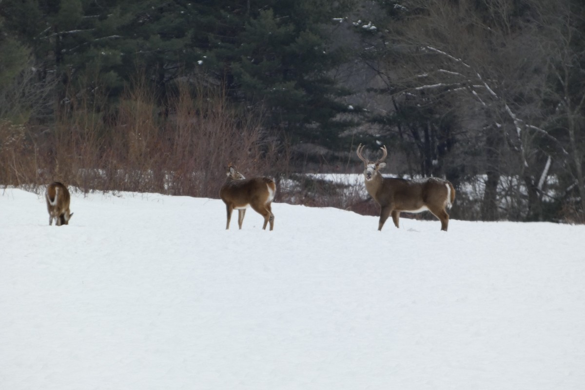 Animals - ML647023967