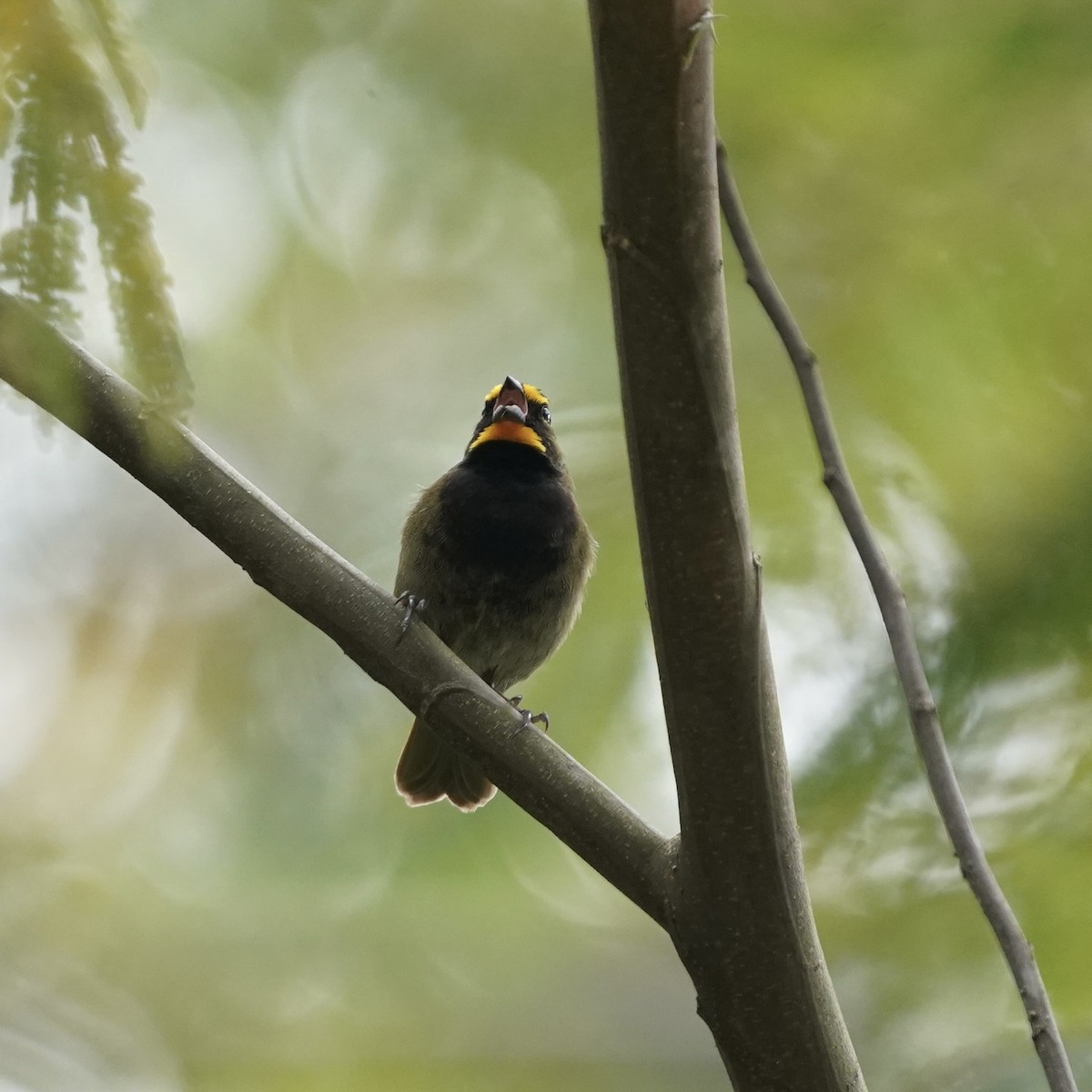 Tiaris grand-chanteur - ML647023986