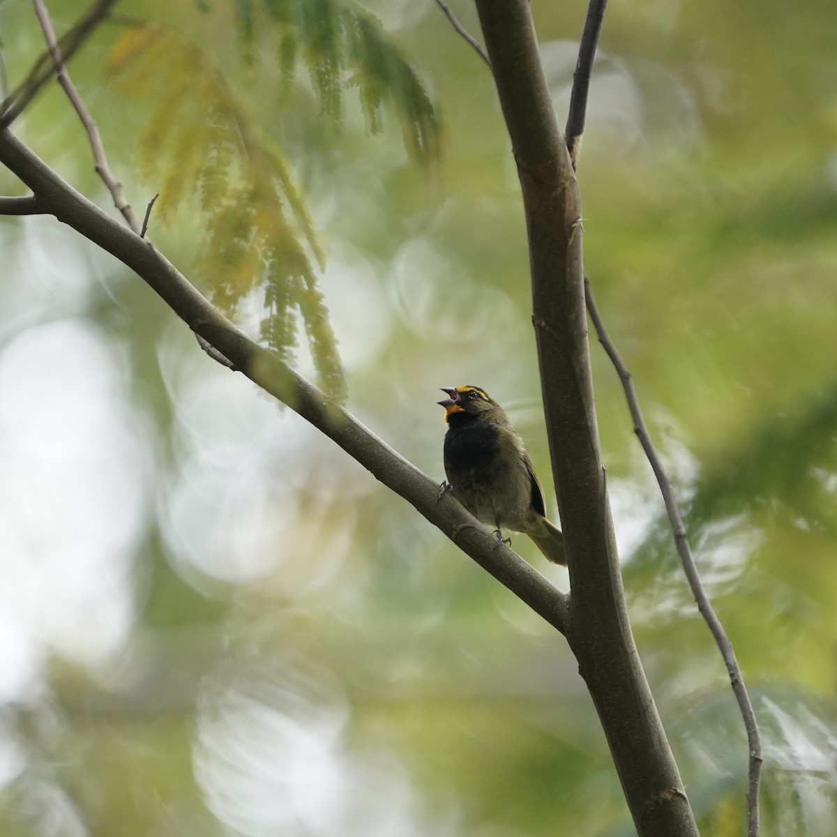 Tiaris grand-chanteur - ML647023987