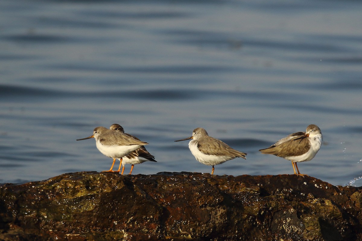 Terek Sandpiper - ML647023988