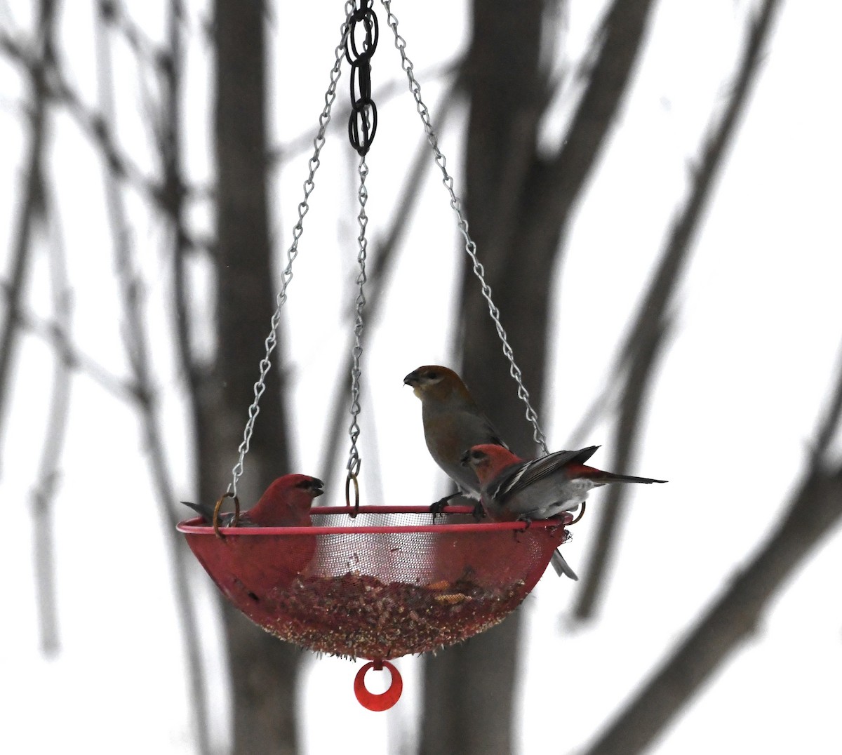 konglebit - ML647023990