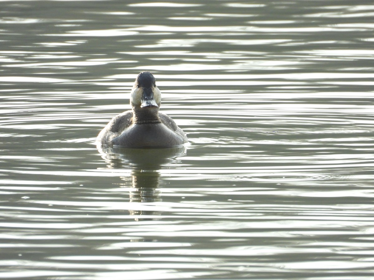 kachnice kaštanová - ML647023991