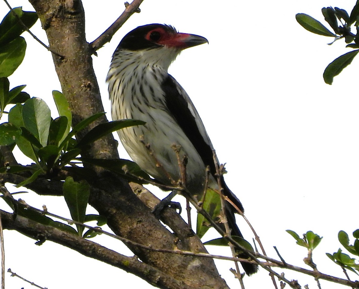 Black-tailed Tityra - ML647023993
