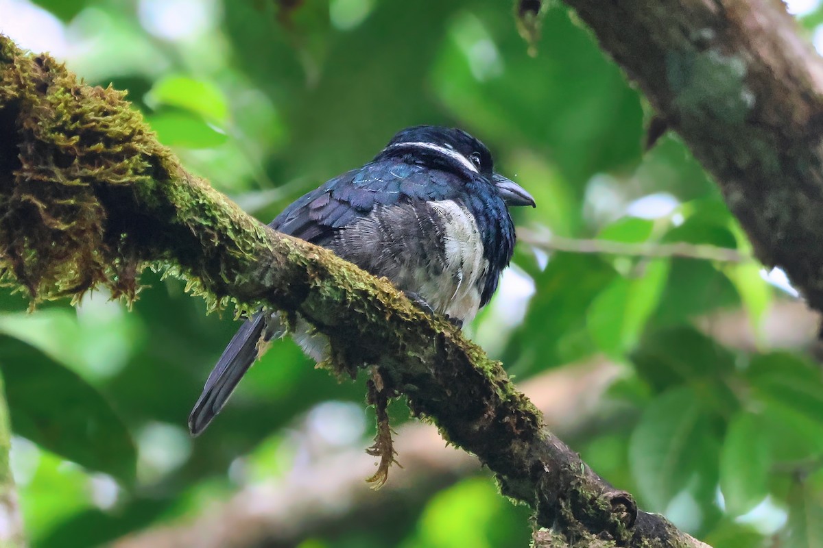 Black-breasted Puffbird - ML647023994