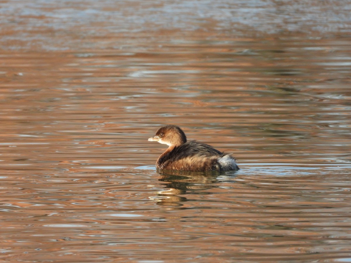 potápka americká - ML647023998